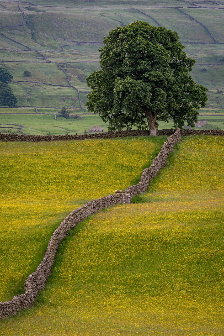 Dry stone wall leading to tree