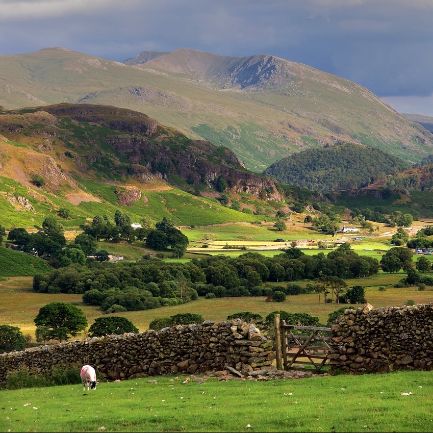 wall and sheep lake district