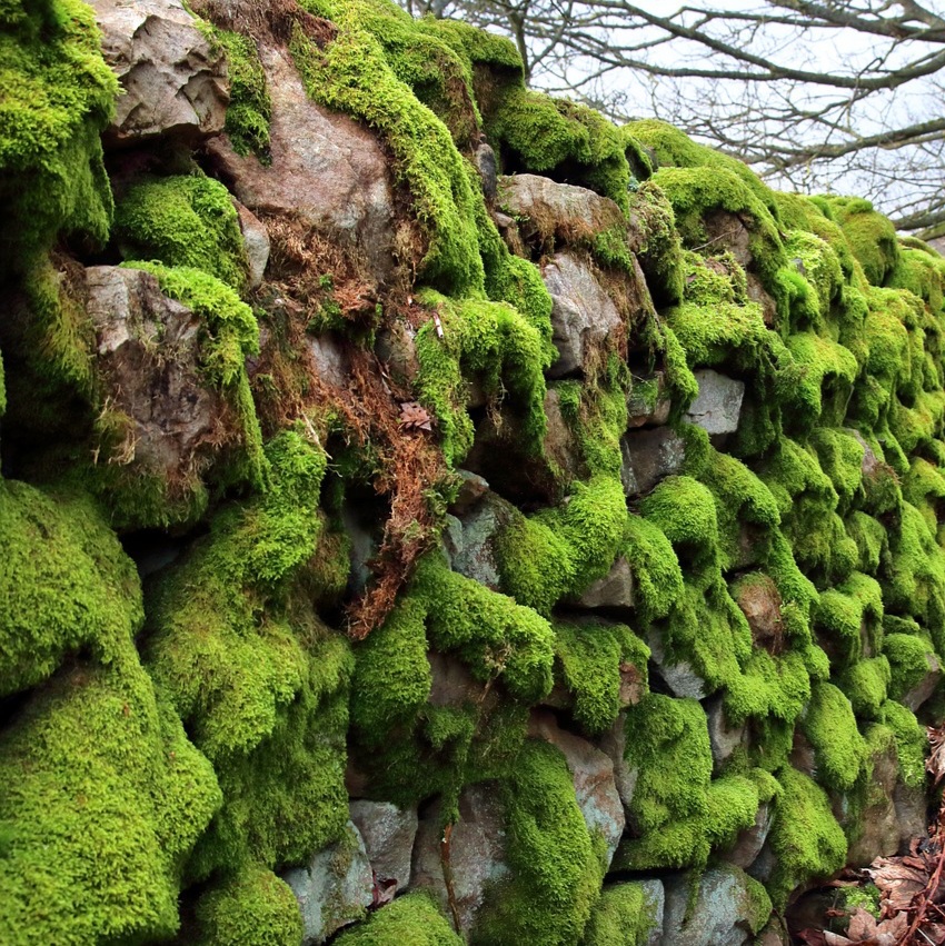 dry stone wall with moss