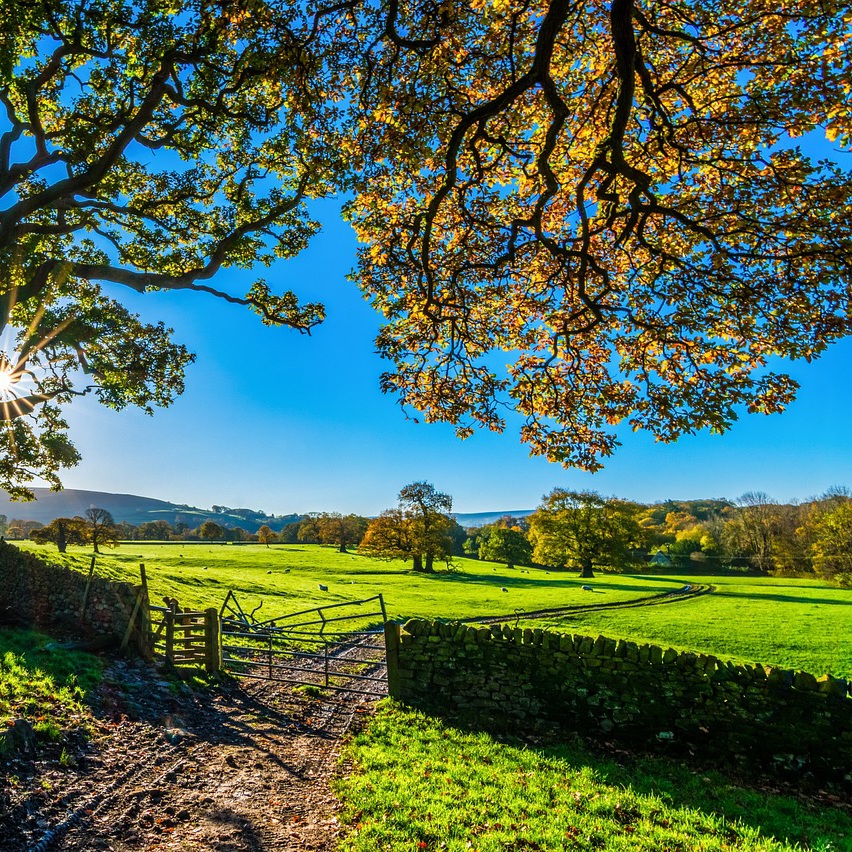 dry stone wall, tree and gate